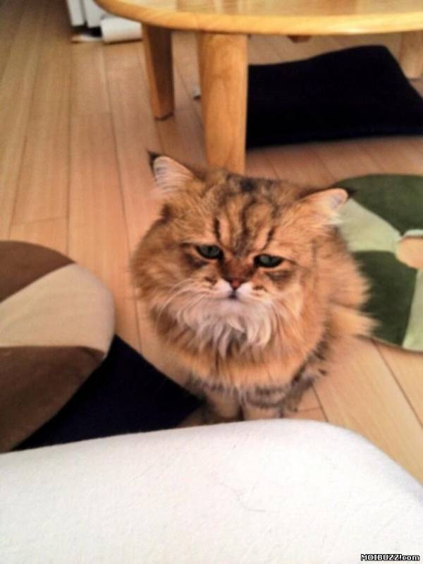 Кот Фу-Чан - самый расстроенный кот (6 фото)