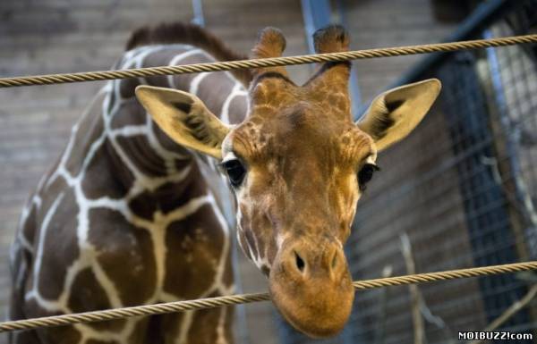 В зоопарке Копенгагена убили жирафа