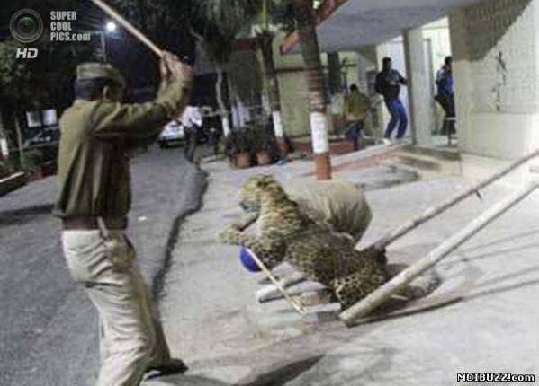 Леопард атаковал жителей города Мератх (4 фото)