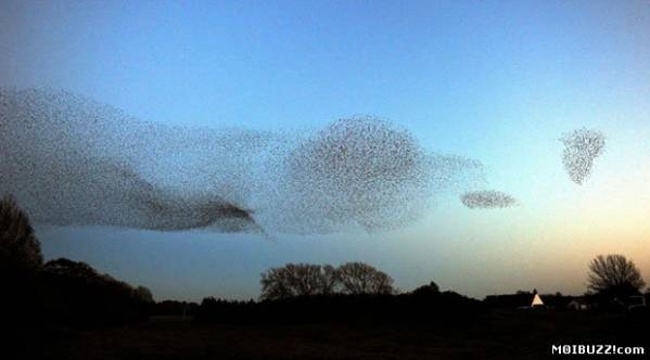 Удивительные птичьи “аэрошоу” в Шотландии (8 фото)