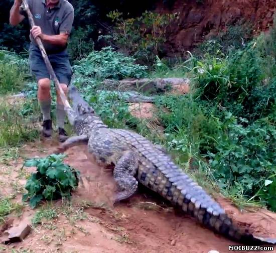 Работник фермы выяснил, чем может закончиться тыканье в крокодила палкой (3 фото)