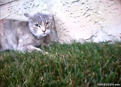 Кошачью драку сняли глазами кота (фото+видео)