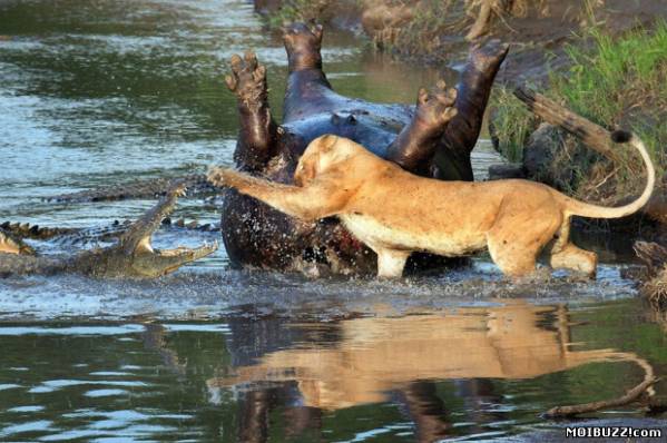 Потрясающие кадры противостояния львицы и крокодилов  (7 фото)