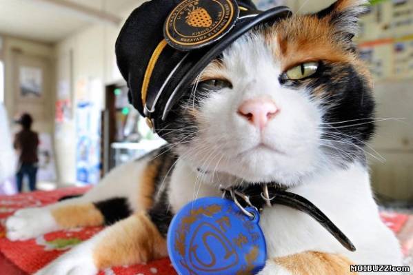 В Японии живёт кошка-смотритель железнодорожной станции (4 фото)