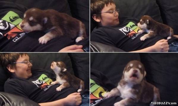 Воющий щенок-хаски стал звездой на YouTube (фото+видео)