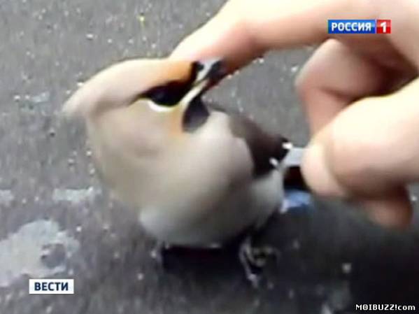 Пьяные птицы в Новосибирске никак не могут протрезветь (3 фото)