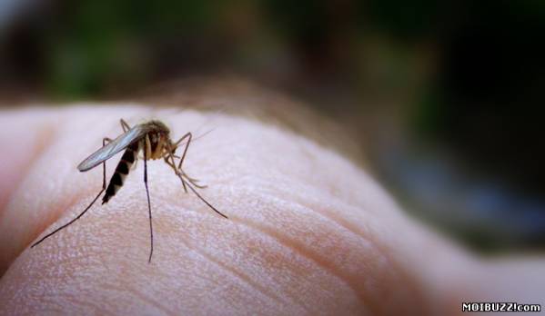 Почему чешется комариный укус? (2 фото)