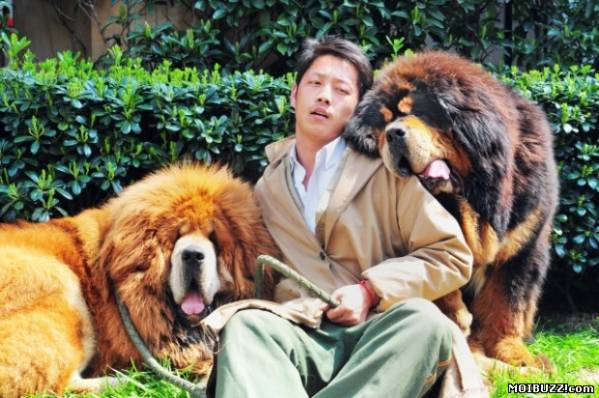 Щенок тибетского мастифа продан за два миллиона долларов (2 фото)