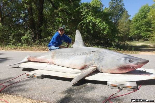Американский рыбак поймал на удочку акулу весом 365 кг (3 фото+видео)