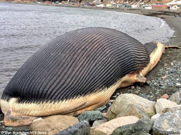 Взрывоопасный кит пугает жителей города Траут Ривер (3 фото)