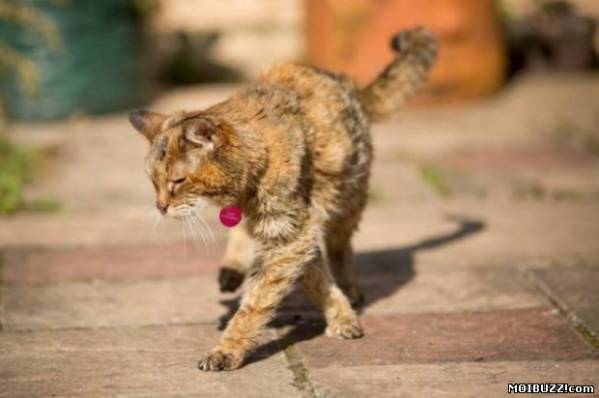 Самая старая в мире кошка умерла в возрасте 24-х лет