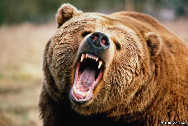6 правил поведения при встрече с медведем