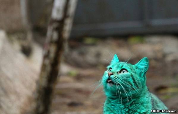 Зеленая кошка живет в Варне (5 фото+видео)