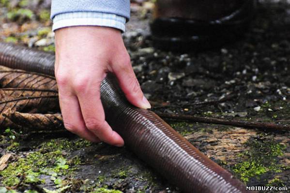 Самый большой и удивительный в мире дождевой червь (4 фото)