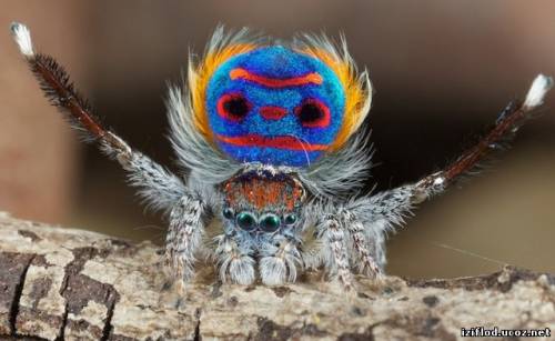 Роскошный павлиний паук (5 фото)