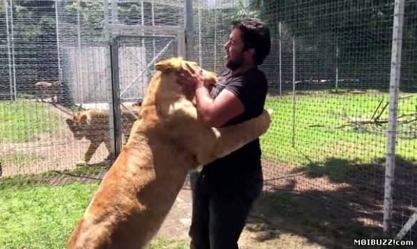 Радость львицы при встрече с воспитателем (фото+видео)