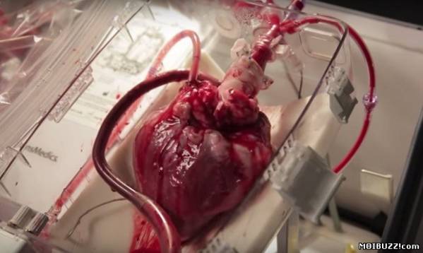 В США создали аппарат, способен заставить сердце биться без тела (фото+видео)
