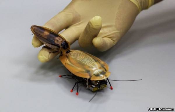 В Росси создали робота шпиона в виде таракана (фото)