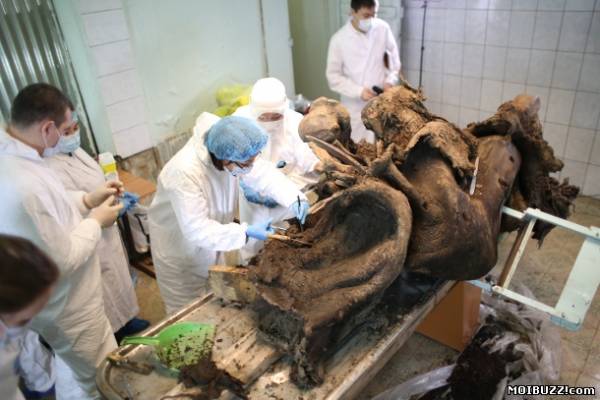 В Якутии найдено шкуру мамонта, которую можно клонировать (фото)