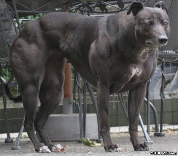 Ученые создали генетически модифицированного собаку (фото)