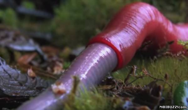 Пиявка поглощает дождевого червя (фото+видео)
