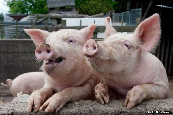 Органы свиньи могут пересадить человеку (фото)