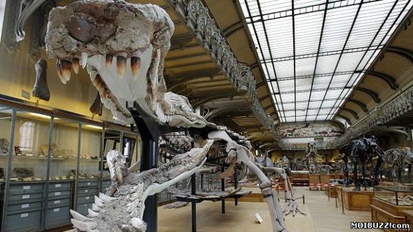 Саркозух - доисторический суперкрокодил (2 фото)
