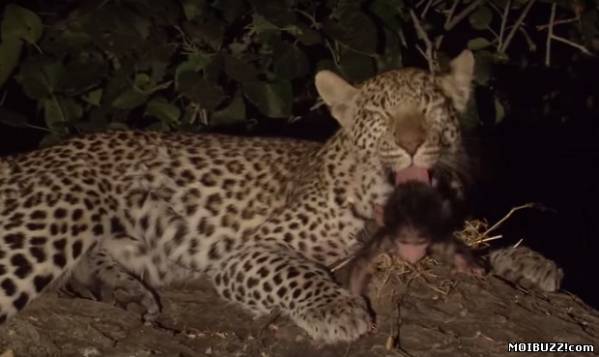 Самка гепарда заботится о маленьком бабуине (фото+видео)