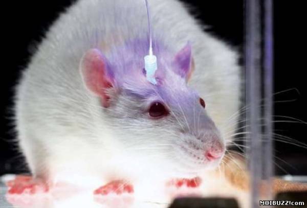 Крыс хотят привлечь к поиску наркотиков и взрывчатки (фото)
