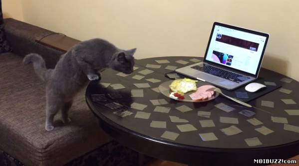 Как отучить кошку лазить на стол? (фото+видео)