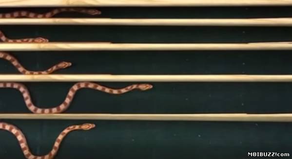 Как ползают змеи в ограниченном пространстве (фото+видео)