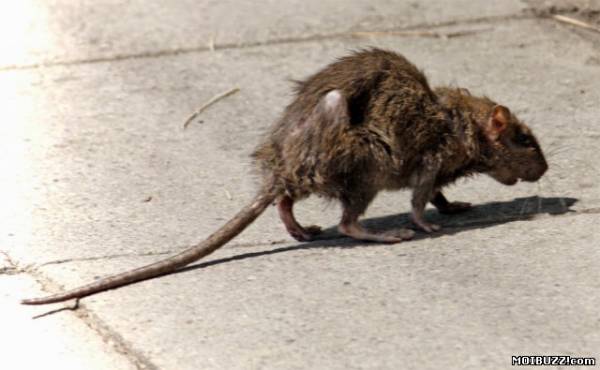 Крысы-мутанты в метро: миф или реальность? (фото)
