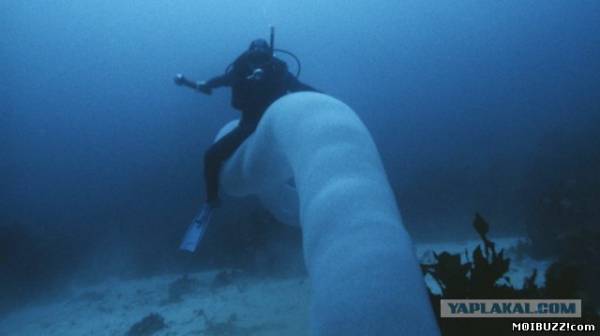 Пиросома - редкий житель морей (10 фото+видео)