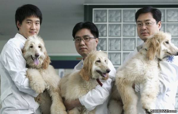 В Китае построят фабрику для клонирования животных (фото)