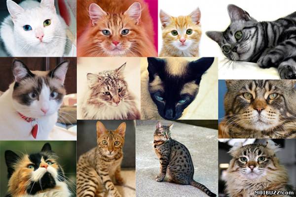 Самые красивые кошки в мире (24 фото)