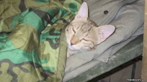 Американский солдат остался в долгу перед котом (5 фото)