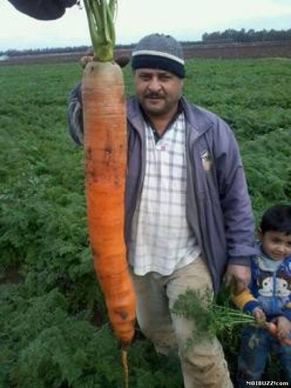 Гигантскую морковь обнаружили в Ливане!