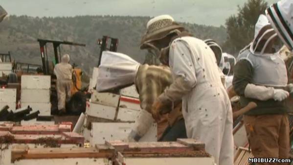 В Орегоне перевернулся грузовик с 500 миллионами пчел (3 фото + текст)